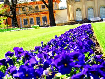 Flowers blooming in lawn