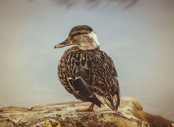 Female mallard duck