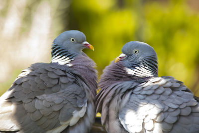 Close-up of pigeons perching