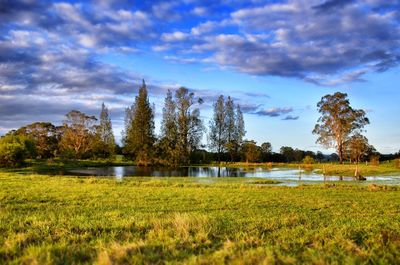 Scenic view of field against sky