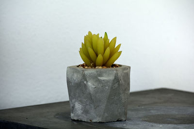 Close-up of potted plant on table