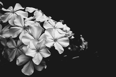 Close-up of flowers