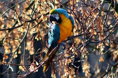 Close-up of bird perching on branch