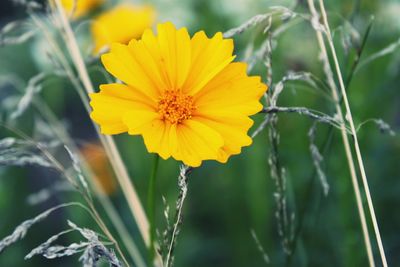 Close-up of yellow flower blooming outdoors