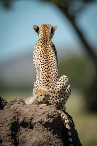 View of cheetah with cub on rock