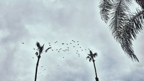 Low angle view of birds on tree against sky