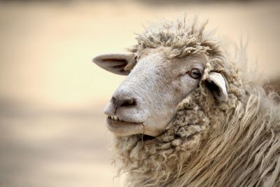 Close-up of sheep