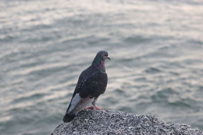 Close-up of pigeon perching on rock.