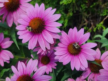 Close-up of pink flowers