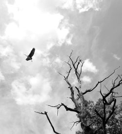 Low angle view of bird flying against cloudy sky