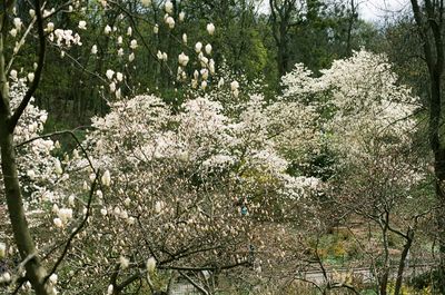 White cherry blossoms in spring