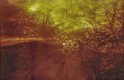 Scenic view of forest