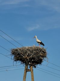 Low angle view of stork perching on nest against blue sky