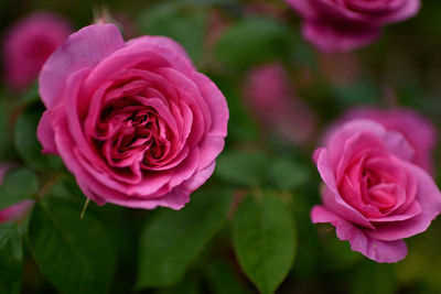 Close-up of pink rose