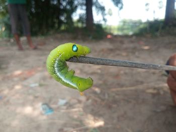 Close-up of green toy on field