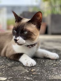 Close-up portrait of a cat