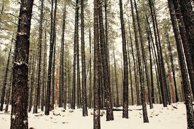 Panoramic view of pine trees in forest during winter