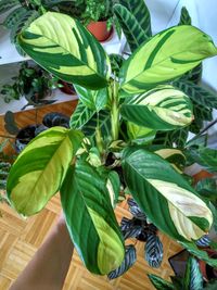 High angle view of leaves in plant