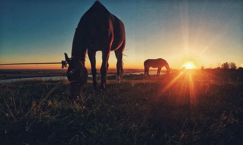 Horses grazing on field against sky during sunset