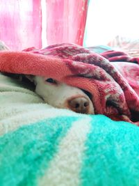 Close-up of a dog resting