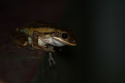 Close-up of frog against black background