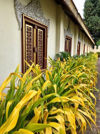 Close-up of yellow plant against building