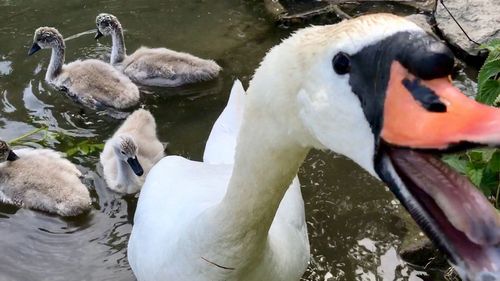 Close-up of swans swimming in lake