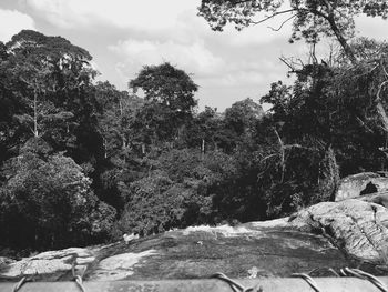 Scenic view of forest against sky