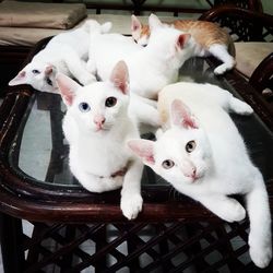 Cats relaxing on table