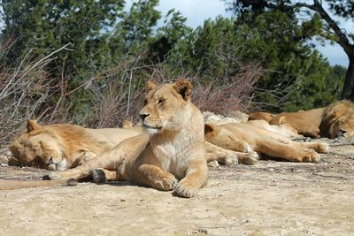 Lions resting on a rock in the reserve africane of sigean, in the south of france. 