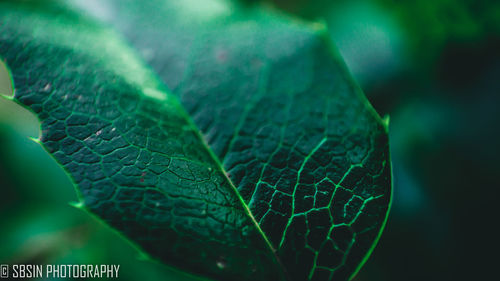 Close-up of green leaves