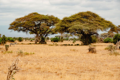 A herd of zebras grazing below an umbrella thorn acacia trees in amboseli national park in kenya