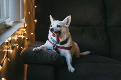 Portrait of dog relaxing couch