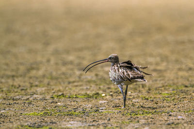 Bird on a field