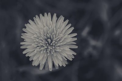 Close-up of flower blooming outdoors
