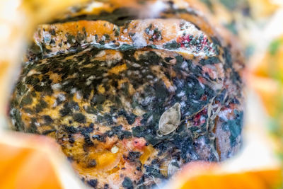 Close-up of bee on rock