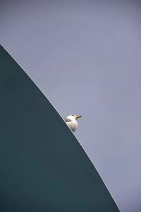 Low angle view of seagull perching on wall against sky