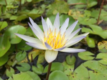 Close-up of lotus water lily in pond