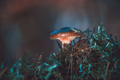 Close-up of mushroom growing on field