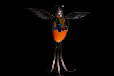 Close-up of bird against black background