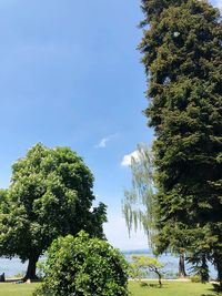 Low angle view of trees against sky