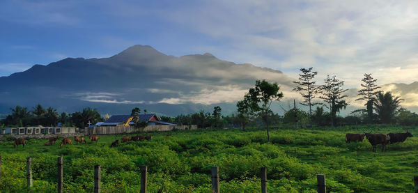 Scenic view of agricultural field against sky