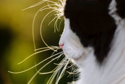 Close-up of a cat