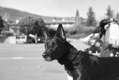 Dog on street against sky