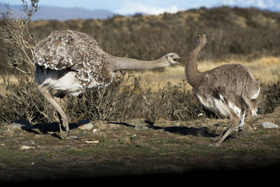 Flock of birds on field, emo birds fighting
