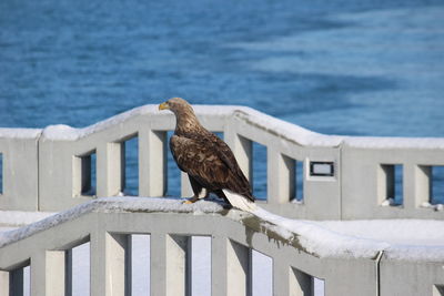 Bird perching on wooden railing