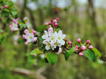 Close-up of pink flowering plant