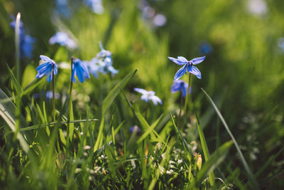 Close-up of purple flowering plant on field