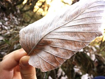Close-up of hand holding leaf