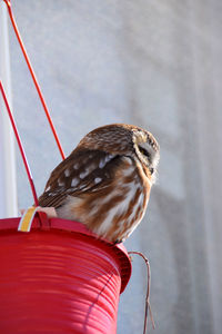 Close-up of bird perching on cable against wall